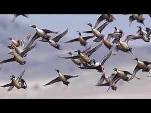 Duck Sounds - Duck Hunting Calls