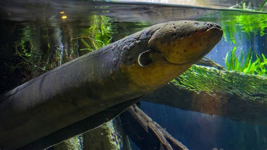 Electric Eels Are 80 Percent Dedicated To Electricity And Poop From Their “Necks”