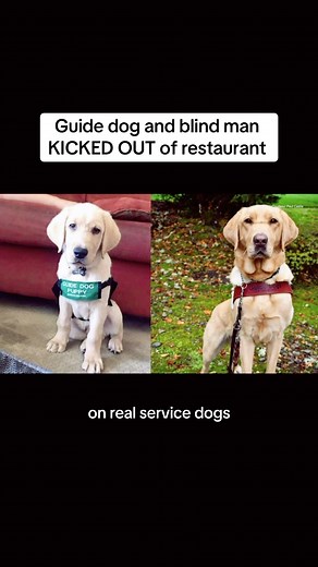 Mr Maple: The Viral Dog News Story You Can't Miss