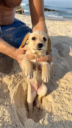 Its good Guy hear a dog crying under the beach 😱 🐕 #doglove #dogman #dogshorts #dogvideos #doglife
