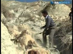 Suicidal Sheep! 50 sheep commit mass suicide in Turkey.
