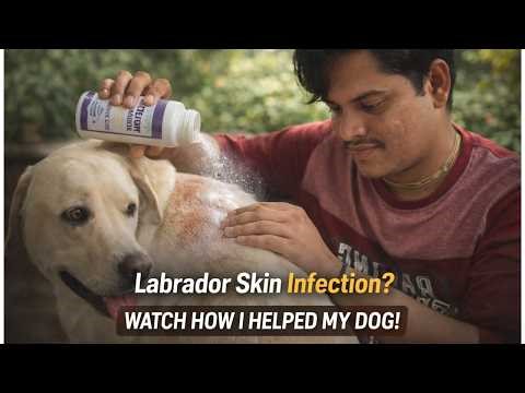 Dog Skin Infection Treatment | Labrador Ko Powder Kaise Lagaye II Dog Care With Alix