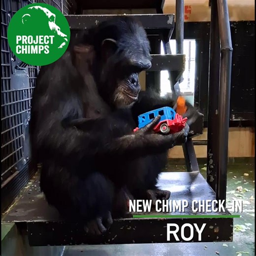 31K views · 1K reactions | Time for a NEW CHIMP CHECK-IN! Here's Roy with a toy. Roy (along with five other males) were transported from the lab to sanctuary earlier this month. Those six new chimps will slowly be integrated into the Chimps Ahoy group. Read all about the newest residents here: https://projectchimps.org/welcoming-six-new-chimps/ | Project Chimps | Facebook