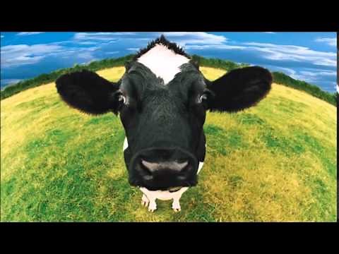 cow sound effects - efek suara sapi