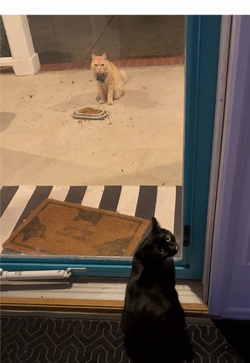 #fyp #cat #cats #catsoftiktok