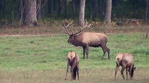 Wow Massive Pennsylvania Bull 🎥@harrycollinsphotography #elk #elkhunting #hunt #bullelk #bowhunt #wildlife #antlers | BigGame Forever