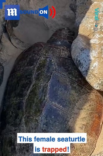 176K views · 805 reactions | This sea turtle is huge, how did it get stuck! via ViralHog | Daily Mail Video | Facebook