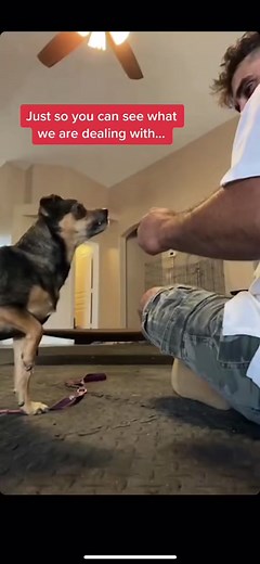 Good ol’ Wreck wanted you to know… That he is highly stressed, fearful, and confused. #dogloverdogs #puppytraining #DogTraining #dogtricks #dog