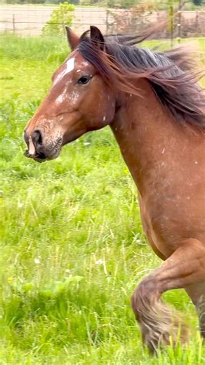 These Horses Are So Beautiful | Free Spirit Equestrian
