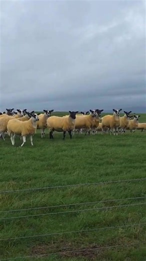 Sale of 10,271 Store and Breeding Sheep 🗓️ Monday 6th October ⏰ 11am commencing with 6000 store lambs followed by 4000 breeding sheep 📍Stirling Agricultural Centre Including many stock dispersals Below annual consignment of Mule gimmers from M/s Jacobsen, Grange of Kinneff Contacts - Peter Wood - 07799 644905 Richard Henderson - 07885 110762 Kirsty Morton - 07769 293538 Gregor Brodie - 07546 712467 Robbie Hamilton - 07391 771784 James Scott - 07769 644690 | United Auctions - Livestock Auctione