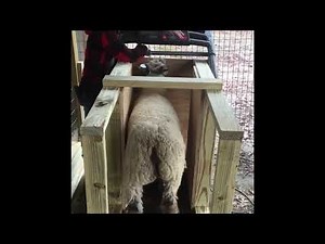 Show Lamb Exercise Workout on Treadmill
