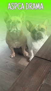 They’re so dramatic #hungrydog #dogs #aspca #sarahmclachlan #dogparents #frenchbulldog | somefrenchienamedapollo