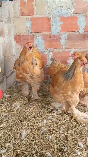 buff Columbian brahma chickens 🥰 #shorts #ytshorts #trending #youtubeshorts #brahmachickens