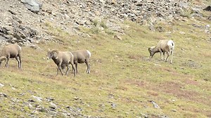 Big horn sheep feeding up above timberline in Colorado. | Wildlife throughhopeseyes.