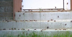 Quiet Nevada town overrun by thousands of Mormon crickets hatching early