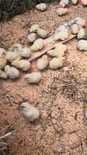 Day Old broiler chicks with Ohio Brooder Box