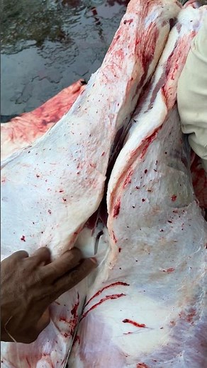 Amazing cow's meat processing skills.