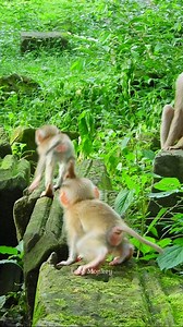 Cute, little, funny monkeys. Lovely faces. | Love Monkey