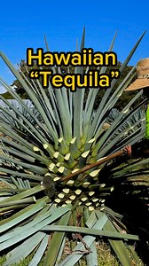 Waikulu Distillery calls it Agave Spirits, but I call it Tequila. The differentiator is that tequila is made in Mexico and this is made in Maui. #tequila #agavespirits #waikuludistillery | Chris Jackson