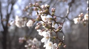 fragrant flowers that can be seen in spring