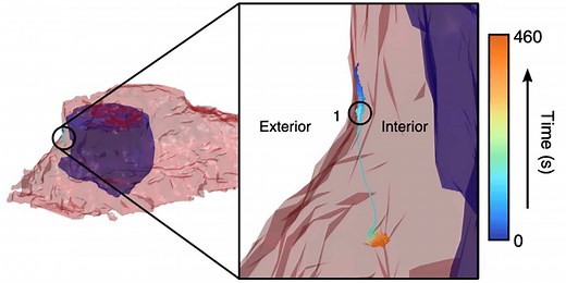 3D Single Particle Tracking | Functional Optical Imaging Laboratory