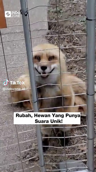 Rubah, Hewan Yang Punya Suara Unik! l Video: YouTube/SaveAFox