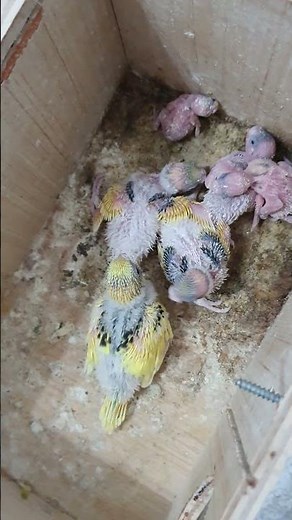 6 Baby Budgies in Their Nest 🐥💚 Cutest Moment Ever!