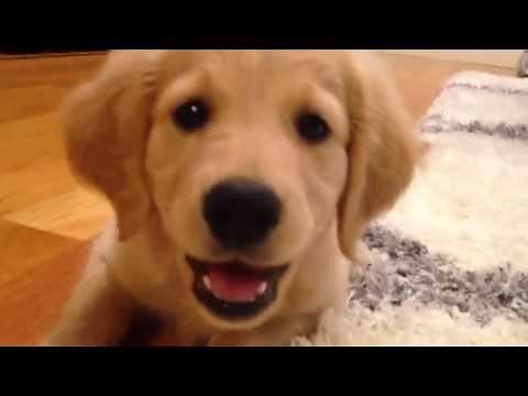 Piper the Comfort Retriever / Mini Golden Puppy - First month home. 8 - 13 weeks