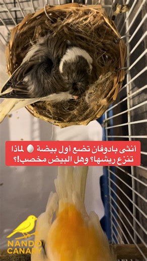 Understanding Canaries: Padovan Breeding and Egg Laying