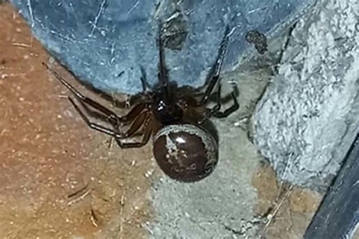 Venomous spider found eating BATS for first time ever in UK