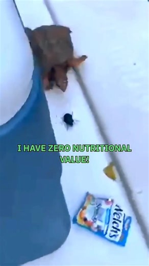 Shell Problems vs. Vacuum Troubles