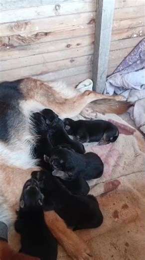 One week old German shepherds puppies