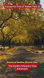 6.7K views · 71 reactions | Favourite Tree of Ratan Tata Sir Golden Showers Tree #Trees #ratantata | Mission Green Mumbai | Facebook
