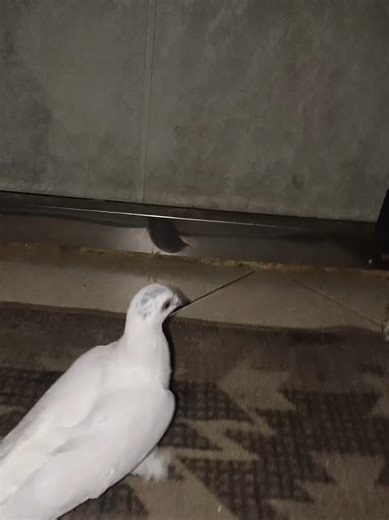 Exploring the Fascinating World of Pigeons