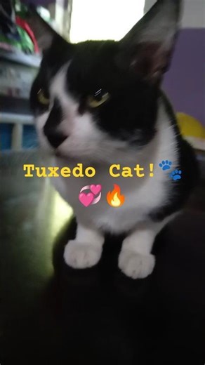 Tuxedo Cat:The Ultimate Guide to Their Unique Charm🐾🐈‍⬛🖤#shorts