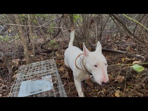 Setting a Raccoon Trap with My Pregnant Bull Terrier — You Won’t Believe What Happened!