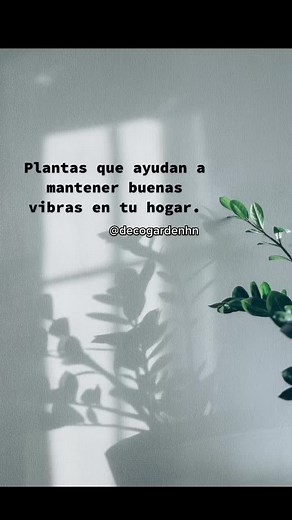 #greenscreen #decogardenhn #parati #plantas