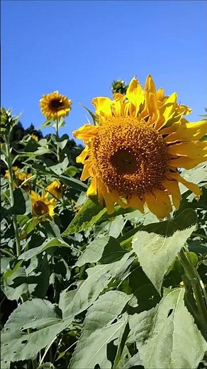 絶景のひまわり畑と案山子🌻三重県いなべ市観光自然がいっぱい懐かしい風景⛰️