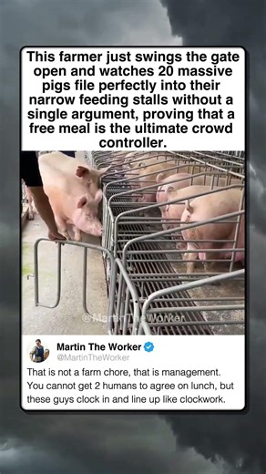 PIGS CLOCK IN FOR THE DINNER SHIFT