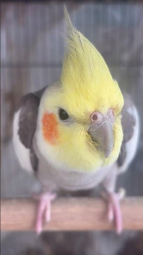 #cockatiel #birds #cockatielbird #cockatielsinging #cockatielsound #parrot #pets #ytshorts #shorts