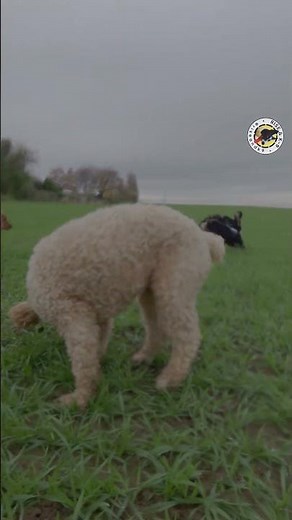 Charlie & Gang - Come on feel the noize [PART 3] #dogshorts #dogsofyoutube #cockerspaniel