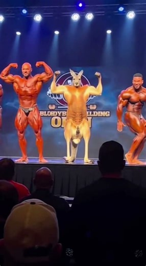 캥거루 보디빌딩!Kangaroo Bodybuilding Competition! #Kangaroo #animalvideo #funnyanimals #cuteanimals #viral