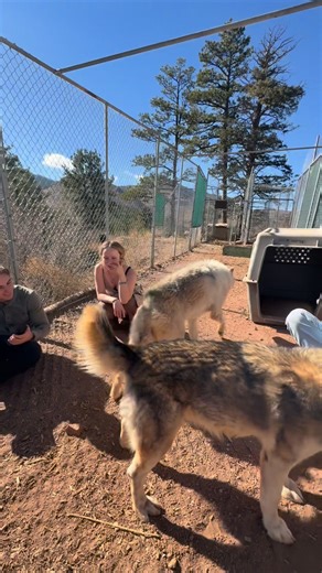 31 reactions | It's Adoption Month! ❤️ At Mattersville, we've been...