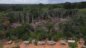 Congo Basin Rainforest Certain Trees Cut Stock Footage Video (100% Royalty-free) 3442842349 | Shutterstock