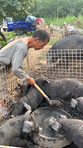 3 Ways to Raise Pigs for BIG Farmhouse Profits! 🐷💰 Want to turn pig farming into a highly profitable business? In this video, we’ll show you three powerful ways to raise pigs in a farmhouse setting and maximize your earnings. Whether you’re just starting out or already farming, these practical tips will help you boost your farm’s profitability while ensuring your pigs grow healthy and strong. We’ll cover: ✅ The best pig breeds for fast growth and high returns ✅ Feeding strategies to cut costs 