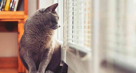 How Long Can You Leave A Cat Alone? When To Get A Pet Sitter