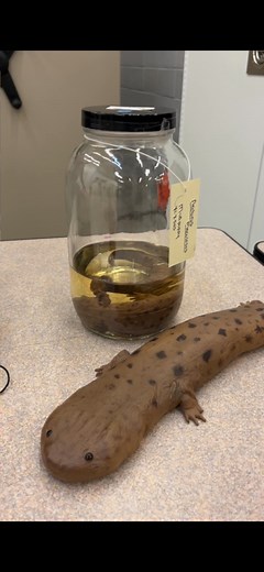 You don’t have to go to the Upside Down to find these creatures! And we promise, they’re much nicer than the demodogs. We’re celebrating Stranger Things season 5 with a few pieces from our collection that you might find during your next trip to Hawkins. Follow along for the next part when Volume 2 drops! | Indiana State Museum