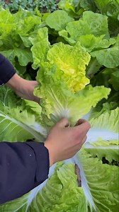 Chinese cabbage 🥬🥬 farming Fields | Zortrax Agriculture Corporation