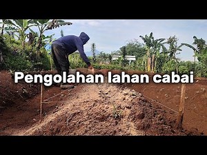 HOW TO PREPARE CHILI LAND FROM ZERO TO READY TO PLANTING!!