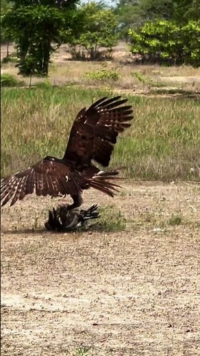 Eagle Dominates the Food Chain